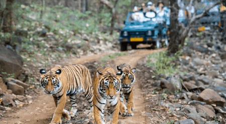 Rajasthan Tour with Wildlife Safari – 15 Days