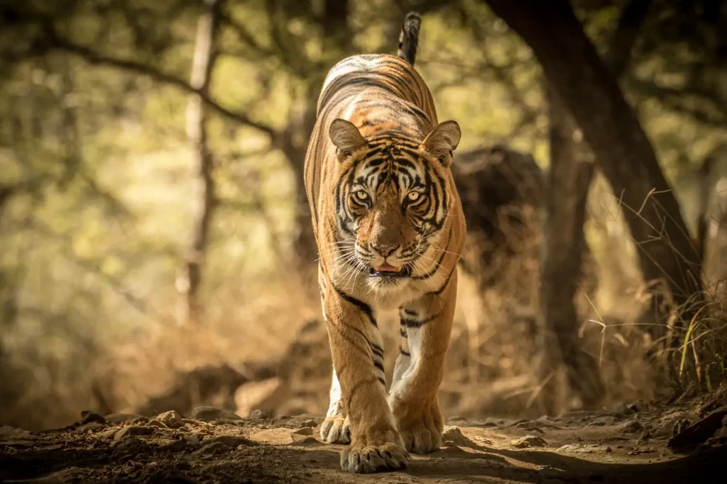 Safari Tour