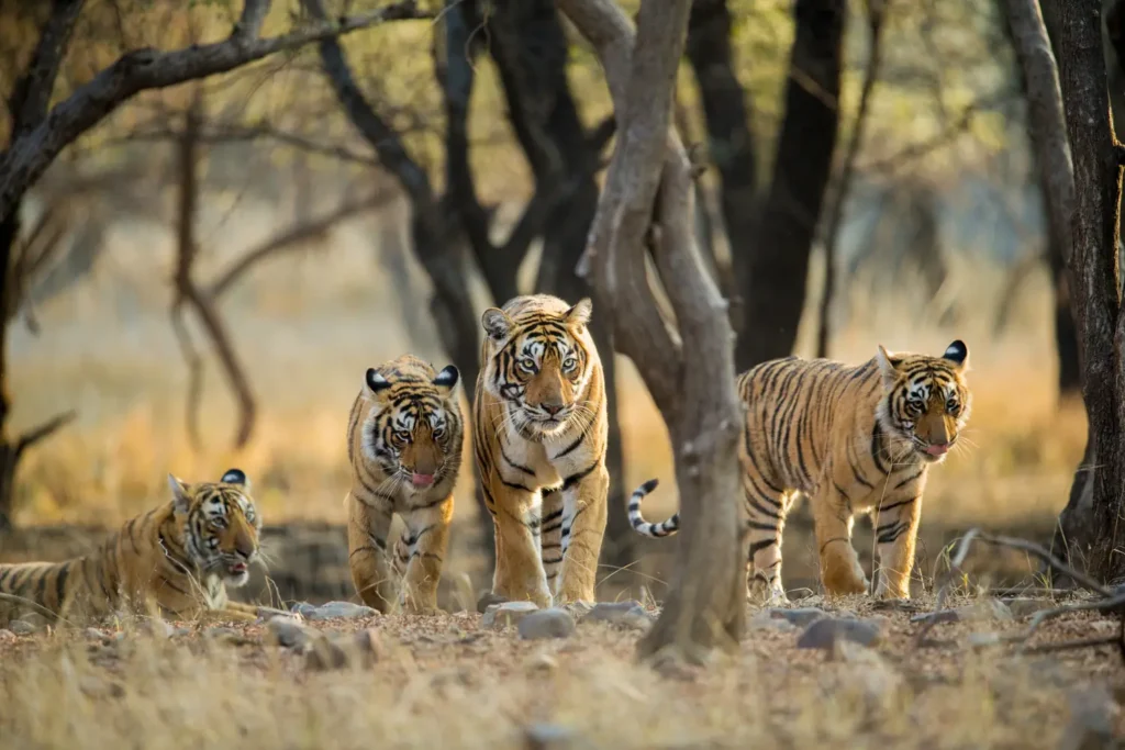 nature and wildlife